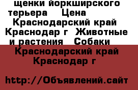 щенки йоркширского терьера  › Цена ­ 10 000 - Краснодарский край, Краснодар г. Животные и растения » Собаки   . Краснодарский край,Краснодар г.